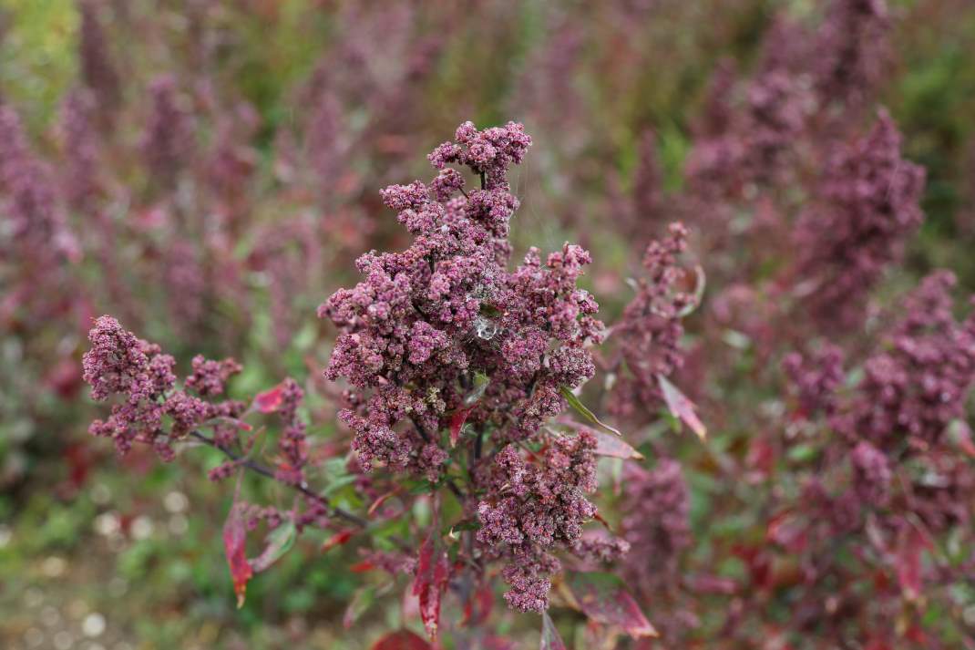 Quinoa auf dem Feld