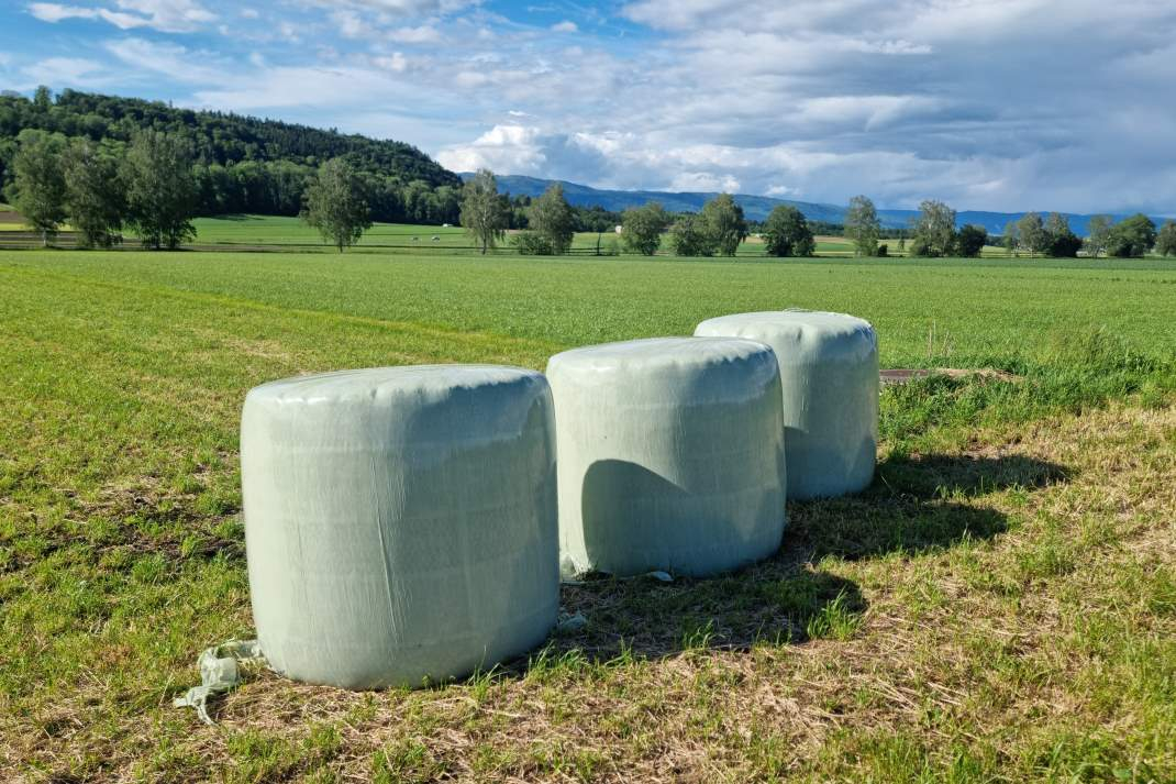 Siloballen auf der Wiese