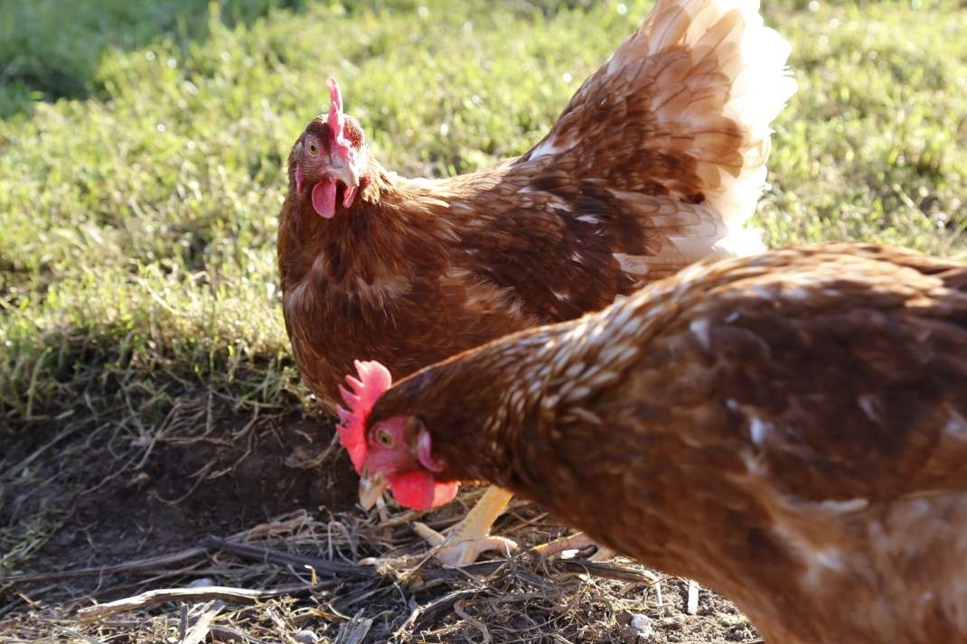 Zwei braune Legehennen auf der Wiese